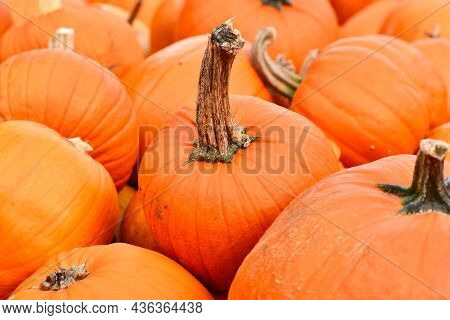 Orange Halloween Pumpkin With Long Stemp Between Pile