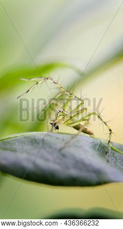 Vertical Macro Shot Of A Striped, Green Lynx Spider Standing On A Leaf In The Garden With Its Front 