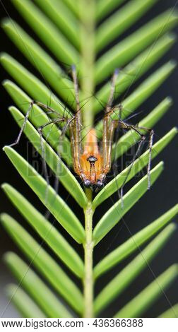 Vertical Macro Shot Of An Orange, Striped Lynx Spider Standing On A Leaf And Looking At The Camera D