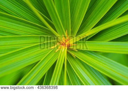 Close Up Of Abstract Green Leaves Background Umbrella Papyrus