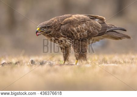 European Common Buzzard (buteo Buteo) Eating Meat From Fresh Caught Prey In Kiskunsagi National Park