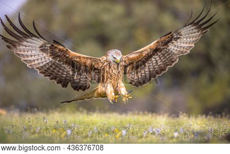 Red Kite (milvus Milvus) Flying In Spanish Pyrenees, Vilagrassa, Catalonia, Spain. April. It Is Resi