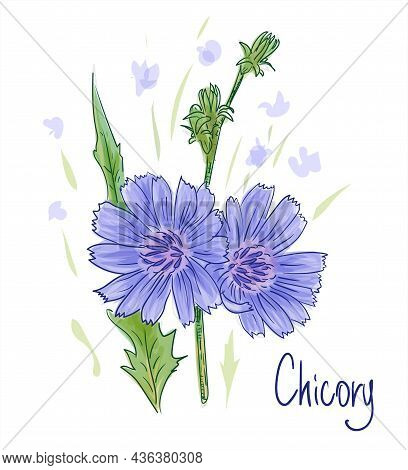 Common Chicory Or Cichorium Intybus. Vector Illustration.