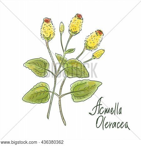 Acmella Oleracea, Toothache Plant, Paracress, Sichuan Buttons, Buzz Buttons, Tingflowers And Electri