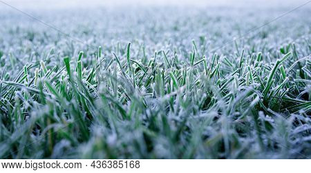 Morning Dew Froze On A Green Grass. First Frost. Preparing The Lawn For Wintering. Close-up. Copy Sp