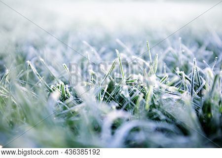 Morning Dew Froze On A Green Grass. First Frost. Preparing The Lawn For Wintering. Close-up. Copy Sp