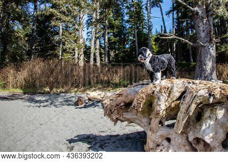 Portuguese Water Dog Standing On Driftwood Log At Sombrio Beach, Port Renfrew, British Columbia, Can