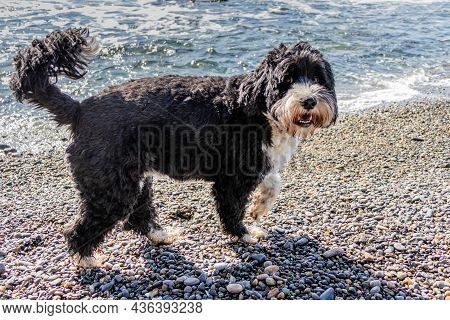 Portuguese Water Dog On The Beach On A Sunny Day On Vancouver Island