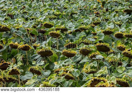 A Basket Of Ripe Sunflower On The Field