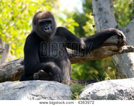 Tylko Hangin