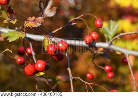 Red Fruit Of Crataegus Monogyna, Known As Hawthorn Or Single-seeded Hawthorn May, Mayblossom, Maytho