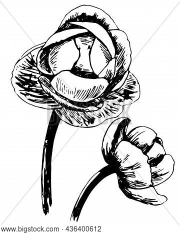 Vector Black Botanical Art Of Globe Flower