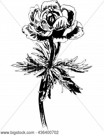 Vector Black Botanical Art Of Globe Flower