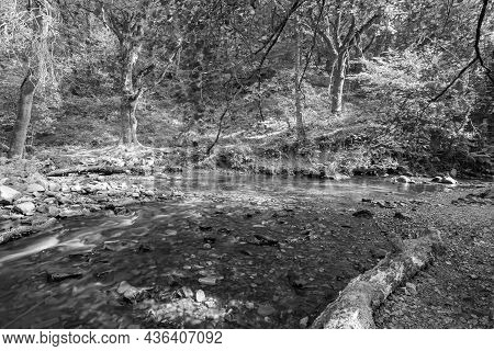 Horner Woods In Somerset