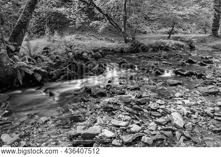 Horner Woods In Somerset