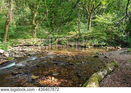 Horner Woods In Somerset