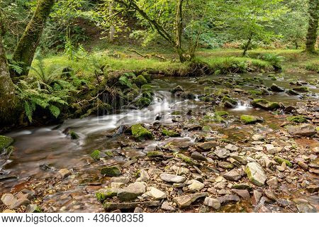Horner Woods In Somerset