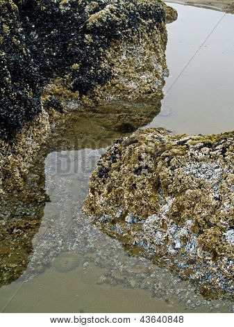 Barnacles On Tidepool Rocks At The Beach At Ecola State Park Oregon Usa