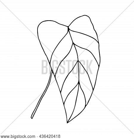 Vector Illustration Of A Black Leaf Philodendron Isolated On A White Background