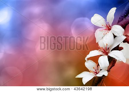 Tung blossom