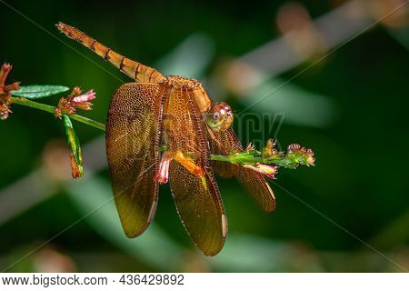 Fulvous Forest Skimmer Is Dragonfly Found In Wet Forests Of Asia