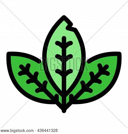 Mint Leaf Icon. Outline Mint Leaf Vector Icon Color Flat Isolated