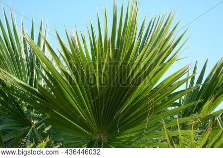 Windmill Palm Tree Palmate With Blue Sky Behind