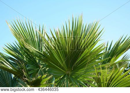 Windmill Palm Tree Palmate With Blue Sky Behind