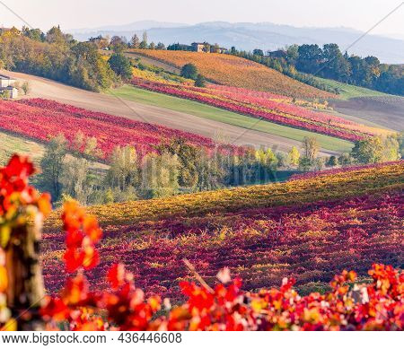 Vineyards And Autumn Landscape, Rolling Hills And Fall Colors. Castelvetro Di Modena, Emilia Romagna