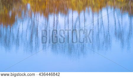 Abstract Blurry Colorful Background Of Stunning Reflection Of Many Leafless Trees And Bushes With Bl
