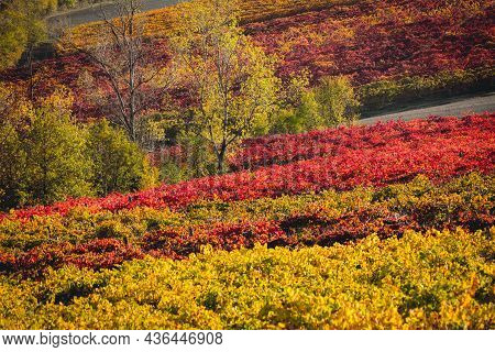 Vineyards And Autumn Landscape, Rolling Hills And Fall Colors. Castelvetro Di Modena, Emilia Romagna