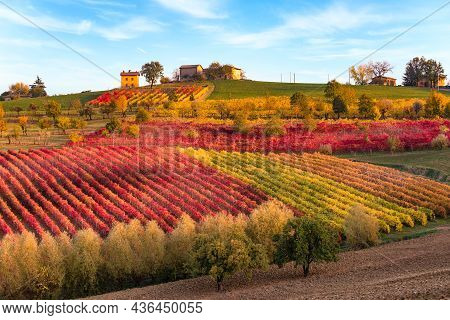 Vineyards And Autumn Landscape, Rolling Hills And Fall Colors. Castelvetro Di Modena, Emilia Romagna