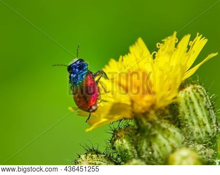 colorful beetle on yellow flower in spring - Anthaxia (Anthaxia) bicolor Falderman