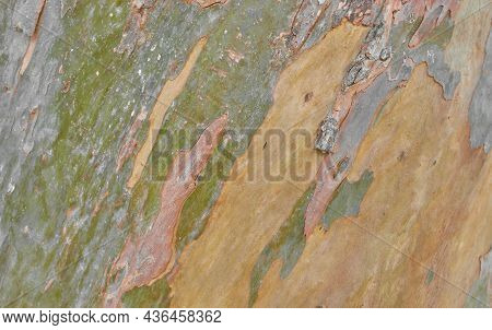 The Texture Of Tree Bark Sycamore. Natural Background Stock Photo
