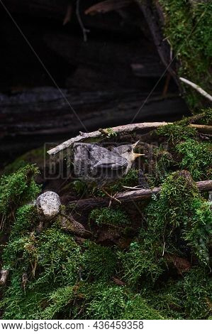 Baby Bird Sittiing On Edge Of The Nest And Trying To Fly.