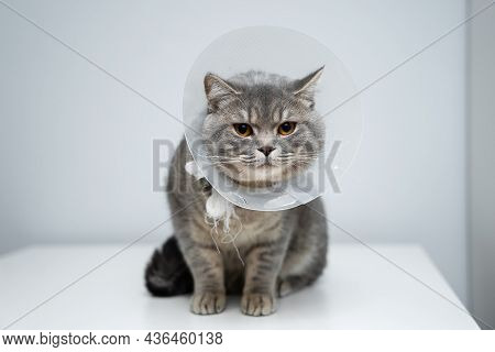 Gray Scottish Straight Cat With Yellow Eyes In Medical Collar Poses In Studio On Gray Background. El