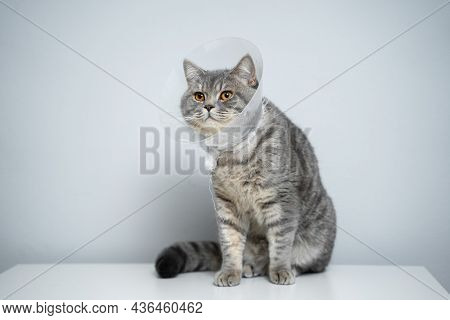 Gray Scottish Straight Cat With Yellow Eyes In Medical Collar Poses In Studio On Gray Background. El