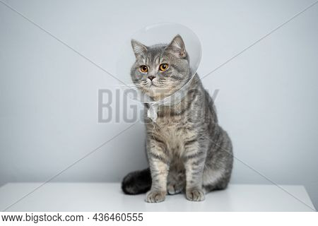 Gray Scottish Straight Cat With Yellow Eyes In Medical Collar Poses In Studio On Gray Background. El