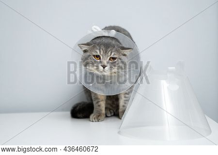Gray Scottish Straight Cat With Yellow Eyes In Medical Collar Poses In Studio On Gray Background. El
