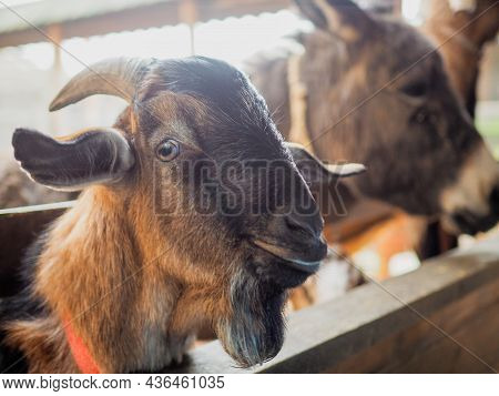 Portrait Funny Smiling Brown Domestic Goat. Goat Looking At Camera. Close-up. Soft Sunlight