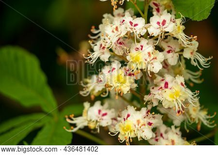 Blooming Horse Chestnut On A Green Bokeh Or Blurred Background. Flowers Of Chestnuts Tree In Spring 