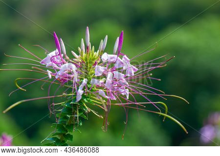 Pink Cleoma Flower In A Botanical Garden In Batumi
