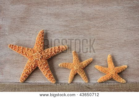 Estrella de mar del mar del norte
