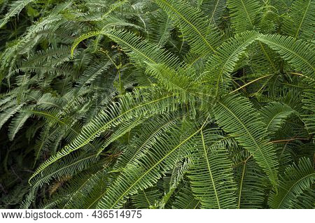 Common Ferns Dicranopteris Linearis, Found On Most Roadside In Malaysia. Selective Focus Points.