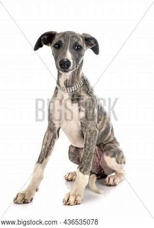 English Whippet In Front Of White Background