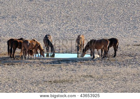 Cavalli selvaggi del Namib