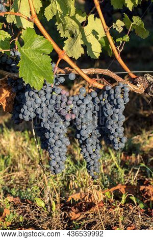 Close Up Of Red Merlot Grapes In Vineyard. Medoc, Gironde, Aquitaine. France