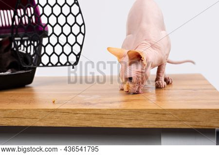 The Sphynx Kitten Recovers And Adapts To The New Owner, He Eats When He Is Released From The Cattery