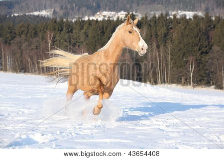Tšekin Warmblood 10 vuotta vanha Mare