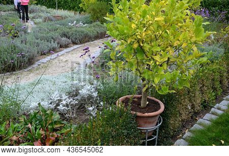 Garden Path Between Herb Beds With Lavender And Lemon Trees In A Pot. All Plants Have Gray Leaves. C